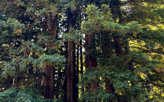 California Cycles Part III: A Future for Redwoods in Indigenous and Reuse Practices