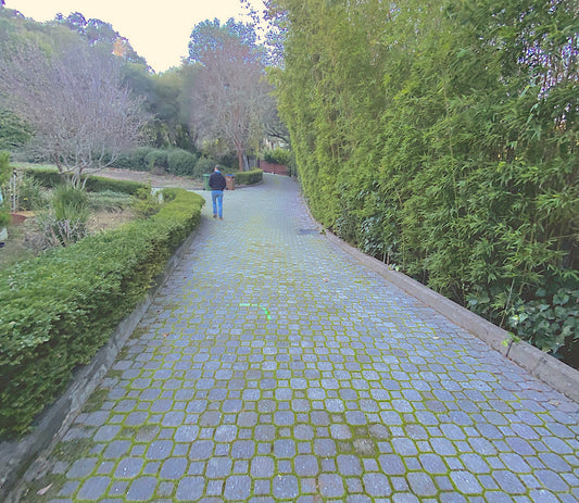 pavers, yellow brick road, doors, GreenLynx
