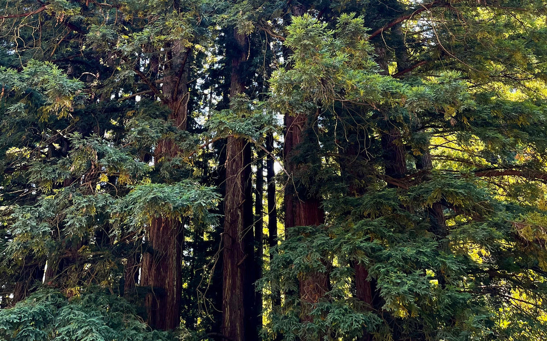 California Cycles Part III: A Future for Redwoods in Indigenous and Reuse Practices